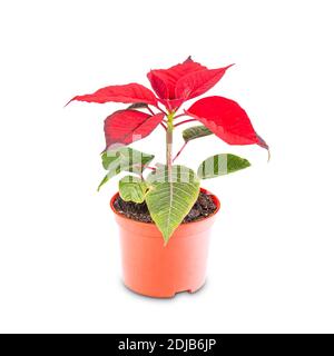 Kleine rote Weihnachtsblume Stockfoto
