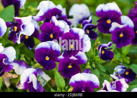 Viola wittrockiana (Inspire Plus Beaconsfield Breed) - Lila und weiße großblütige Stiefmütterchen im Garten Stockfoto