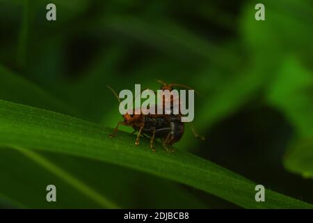 Melonenkäfer paaren sich auf grünem Gras Stockfoto