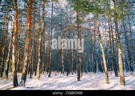 Winter Kiefernwald. Kiefernstämme im Winterwald Stockfoto