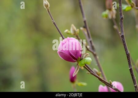 Magnolie (Magnolia BLACK TULIP) Stockfoto