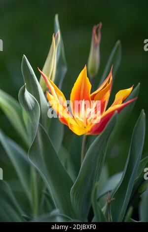 Tulipa 'Fly Away' - April Stockfoto