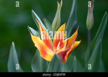 Tulipa 'Fly Away' - April Stockfoto