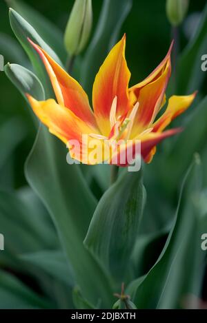 Tulipa 'Fly Away' - April Stockfoto