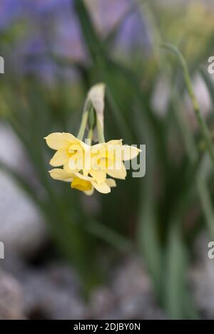 Narcissus "Minnow" Stockfoto