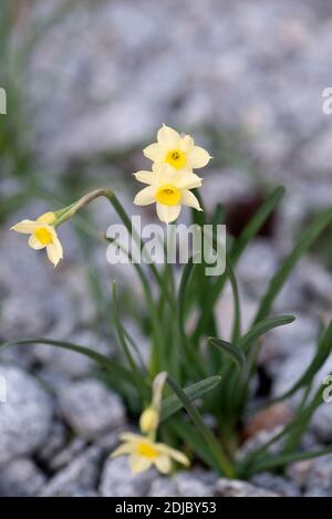 Narcissus "Minnow" Stockfoto