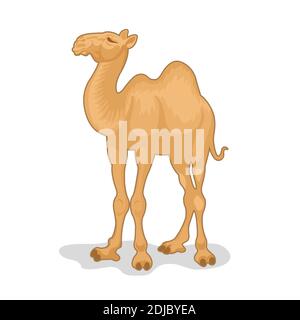 vektor-Illustration von Kamel isoliert auf weißem Hintergrund Stock Vektor