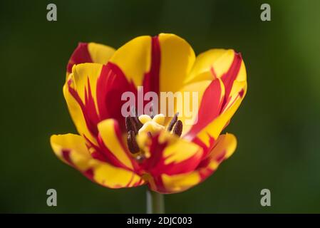 Tulipa Helmar Stockfoto