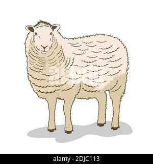 Vektor-Illustration von Schafen auf weißem Hintergrund isoliert Stock Vektor