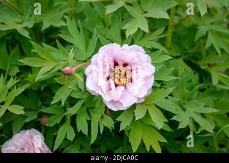 Strauch-Pfingstrose (Paeonia suffruticosa 'Baronne d'Ale') Stockfoto