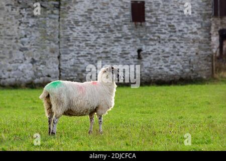 North of England oder North Country Mule Schafe auf einem Farm in Großbritannien Stockfoto