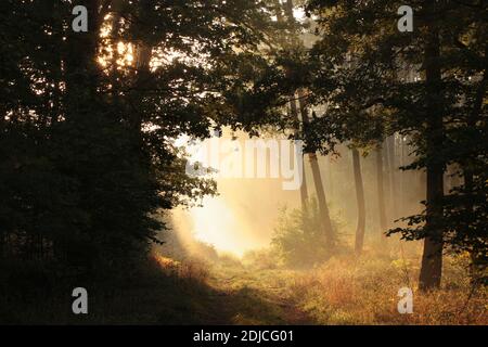 Waldweg auf einem nebligen frühen Herbstmorgen Stockfoto