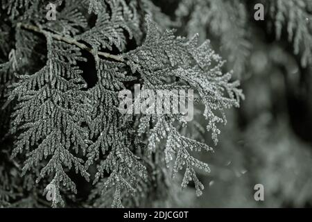 Gefrorene Zweige wurden in den frostigen frühen Morgen gegessen. Stockfoto