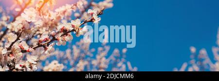 Blühende Baumbrunch auf dem Hintergrund des blauen Himmels. Stockfoto