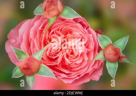 Rosa Fülle stieg mit Knospen. Erbstück Gardens, Oregon Stockfoto