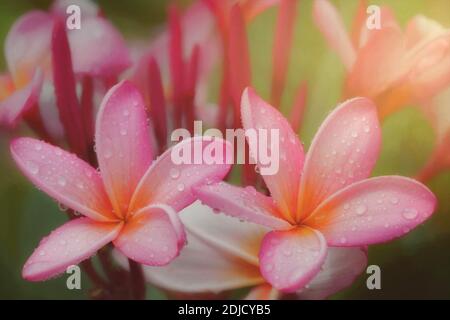 Plumaria oder Frangipani blühen mit Regentropfen. Kauai, Hawaii Stockfoto