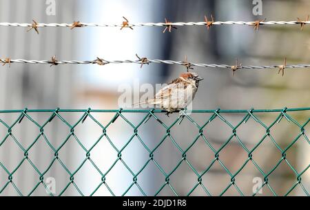 Drahtzaun, gefährlicher, selbstbewusster Vogel Stockfoto