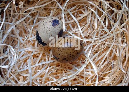 Zwei japanische Wachtelvogeleier im Nest Stockfoto
