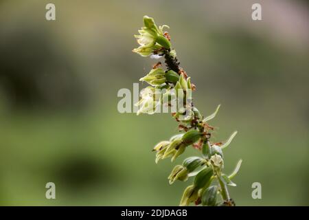 Epipactis Orchidee in Blüte mit Blattlaus und roten Ameisen. Stockfoto