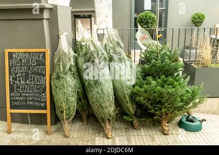 Gruppe von verschiedenen Arten von echten immergrünen Weihnachtsbäumen auf Zum Verkauf in einem Open-Air-Shop Stockfoto