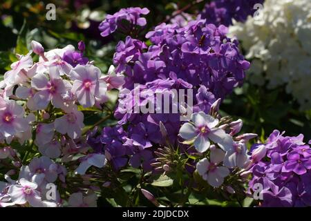 Mehrfarbige phlox auf dem Foto. Phlox paniculata, Herbst Phlox, Garten Phlox, mehrjährig Phlox. Fragment einer Sommer Garten in voller Blüte. Stockfoto