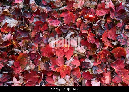 Eine Nahaufnahme eines Stapels gefallener hellroter Ahornblätter, die einen Teppich bilden, Decke am Strand im Herbst, Autum in Surry, Maine. Stockfoto