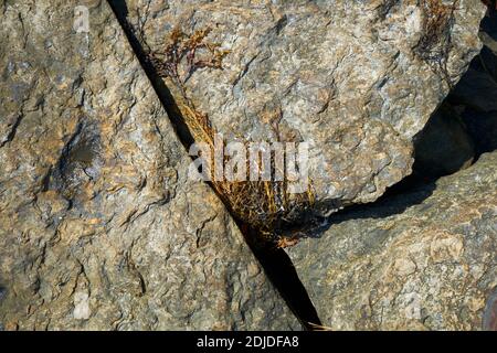 Eine Nahaufnahme der interessanten Risse, Adern und Algen in Felsen am Strand an der Union River Bay in Surry, Maine. Stockfoto