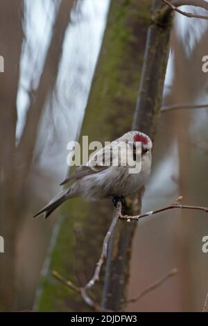 Coues's Arctic Redpoll (Carduelis hornemanni exilipes) Kelling Norfolk UK Februar 2012 Stockfoto