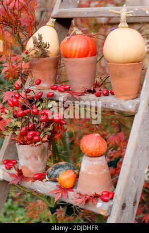 Gartendarstellung von Kürbissen, Blumenköpfen, Hagebutten und bunten acer-Blättern auf Holztreppen im Herbst. VEREINIGTES KÖNIGREICH Stockfoto