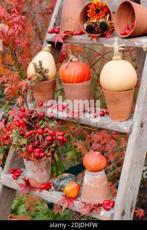 Gartendarstellung von Kürbissen, Blumenköpfen, Hagebutten und bunten acer-Blättern auf Holztreppen im Herbst. VEREINIGTES KÖNIGREICH Stockfoto