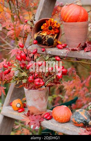 Gartendarstellung von Kürbissen, Blumenköpfen, Hagebutten und bunten acer-Blättern auf Holztreppen im Herbst. VEREINIGTES KÖNIGREICH Stockfoto