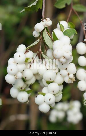 Symphoricarpos albus. Gewöhnlicher Schneerbeerstrieb, der im Spätherbst Gruppen von weißeren Beeren zeigt. VEREINIGTES KÖNIGREICH Stockfoto