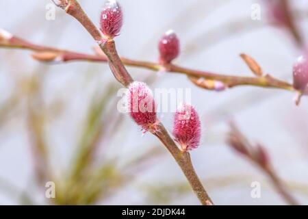 Rote Kätzchenweide (Salix gracilistyla 'Mt. Aso') Stockfoto