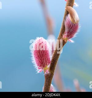 Rote Kätzchenweide (Salix gracilistyla 'Mt. Aso') Stockfoto