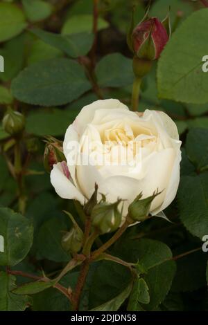 Rosa ‘Winchester Cathedral’ blühendes, natürliches Pflanzen-/Blumenportrait Stockfoto