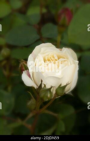 Rosa ‘Winchester Cathedral’ blühendes, natürliches Pflanzen-/Blumenportrait Stockfoto