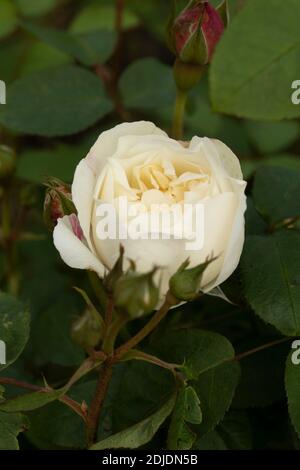 Rosa ‘Winchester Cathedral’ blühendes, natürliches Pflanzen-/Blumenportrait Stockfoto