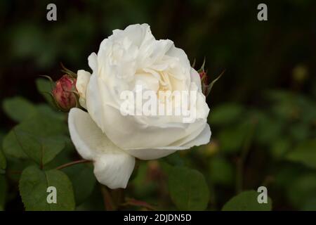 Rosa ‘Winchester Cathedral’ blühendes, natürliches Pflanzen-/Blumenportrait Stockfoto