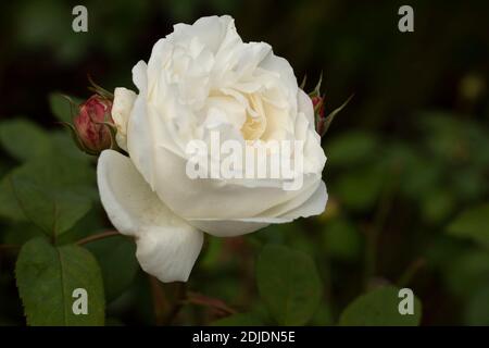 Rosa ‘Winchester Cathedral’ blühendes, natürliches Pflanzen-/Blumenportrait Stockfoto