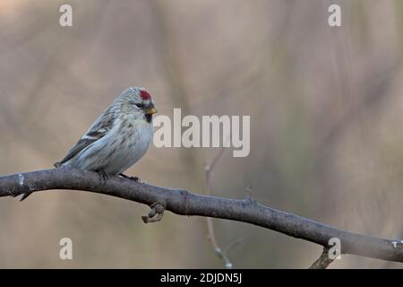 Coues's Arctic Redpoll (Carduelis hornemanni exilipes) Kelling Norfolk UK Februar 2012 Stockfoto