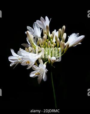 Schöne Agapanthus blühende weiße Blume auf schwarzem Hintergrund Stockfoto