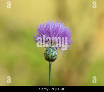 Seitenansicht der violetten Blütenknospe von Mantisalca salmantica. Stockfoto