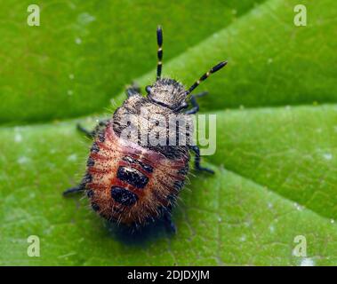 Rückenansicht der Hairy Shieldbug Nymphe (Dolycoris baccarum) auf Pflanzenblatt sitzend. Tipperary, Irland Stockfoto