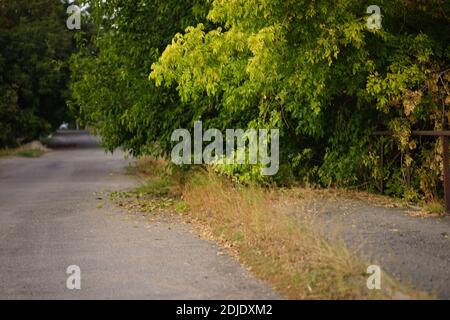 Grüne Bäume wachsen im Herbst an der Straße. Ländliche Straße. Stockfoto
