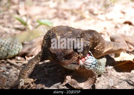 Vorderansicht der Kröte (Bufo), die von einer Kragenschlange (Natrix astreptophora) auf einem Vorderbein angegriffen wird. Stockfoto