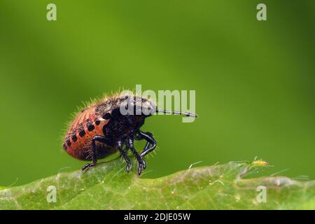 Hairy Shieldbug Nymphe (Dolycoris baccarum) sitzt auf Pflanzenblatt. Tipperary, Irland Stockfoto