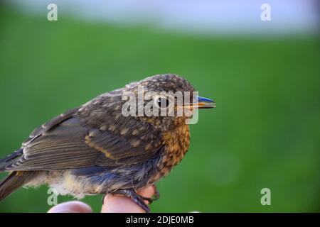 Baby Robin hockte auf der Hand nach dem ersten Flug vom Nest. Stockfoto