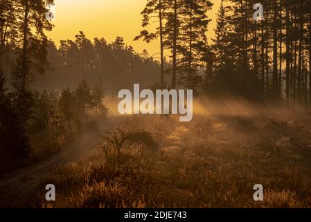 Früher sonniger Morgen im Wald mit Nebel, durch den die Sonnenstrahlen brechen, was eine besondere Stimmung und die Waldstraße schafft Stockfoto