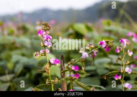 Schöne rosa Bohnenblume mit wachsenden Bohnen Nahaufnahme Stockfoto