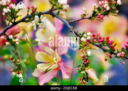 Holzapfel (Sargentina blühenden Holzapfel) mit Columbine (Swan Pink und gelb). Oregon Stockfoto